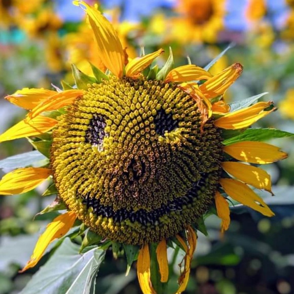 Meet your Posher, Nicole - Picture 4 of 4